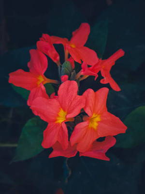 SS ONLINE kanakambaram-firecracker-crossandra Seed(39 per packet)