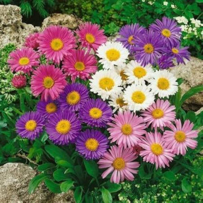LIFELEX Aster Double Mix Flower Seed(20 per packet)
