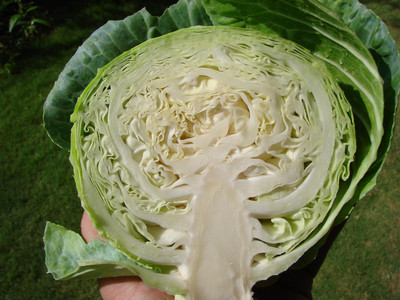 KNESSiN Cabbage Excellent Keeper Seed(200 per packet)