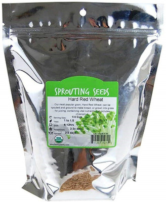VibeX TLX-58 - Cat Wheatgrass - (7500 Seeds) Seed(7500 per packet)