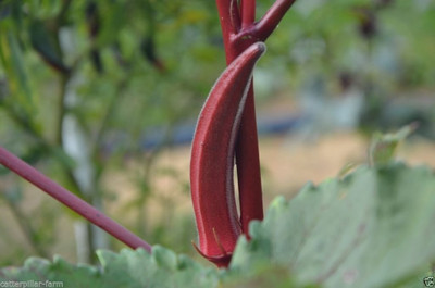 CRGO OKRA , BHINDI Seed(20 per packet)