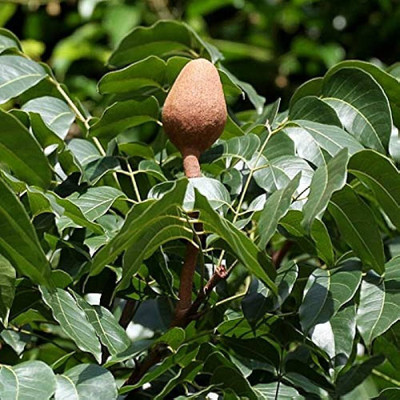 ibains Sky fruit seeds Seed(20 per packet)