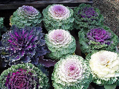 Aywal Kale Hybrid Imported Flower Seed(10 per packet)