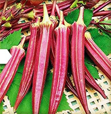 DHENU PRASAD 3533 Hybrid f1 Red Indo Agri Radhika Okra, Bhindi, Lady Finger Seed(3533 per packet)