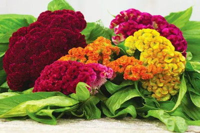 Quentova Cockscomb mixed Flower-9R-SWAT Seed(100 per packet)
