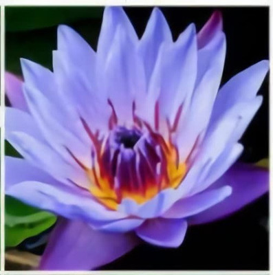 CYBEXIS TLX-58 - Water Bowl Aquarium Lotus - (30 Seeds) Seed(30 per packet)
