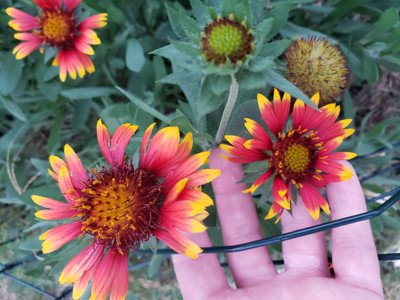 WATIKA Gaillardia-aristata-Common-Blanket Seed(40 per packet)