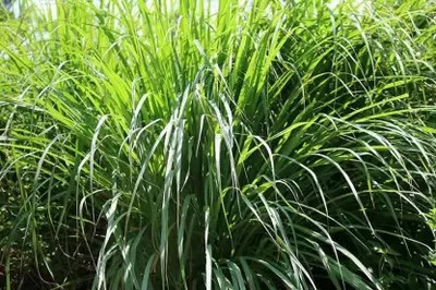 MAA Lemon Grass Seed(20 per packet)