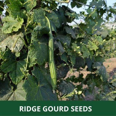 Qualtivate XXX-4A Acutangula Angled Ridge Gourd Turai Seed(50 per packet)