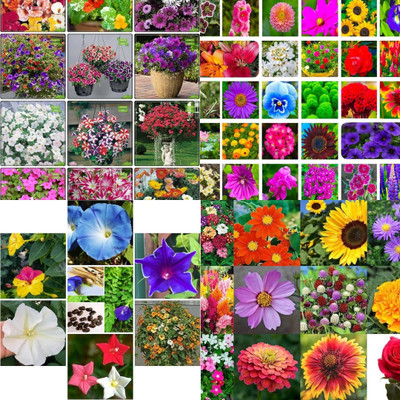 ibains Summer flower mix seeds biij 228 Seed(228 per packet)