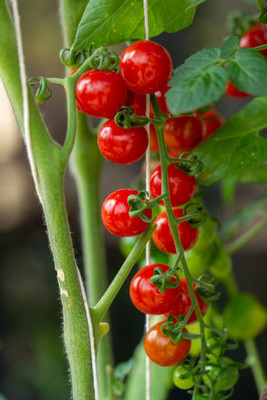 VIVETHAN tomato Seed(155 per packet)