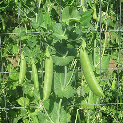 CYBEXIS Vegetable Pea Seeds800 Seeds Seed(800 per packet)