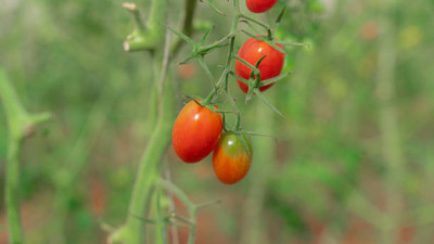PRATEEBHA TRADERS tomato Seed(145 per packet)