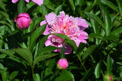 XOLDAA balsam frower Seed(30 per packet)