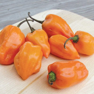 Biosnyg Disease-Resistant Habanero Hot Pepper Seeds for Terrace Gardening-(4000 Seeds) Seed(4000 per packet)