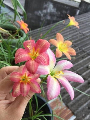 greenearthfarm Rain Lily Mix Flower Bulbs (Pack of 10) Seed(10 per packet)