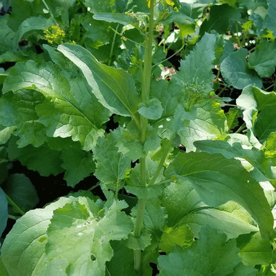 Qualtivate VVI-431 Early Fall Rapini Broccoli Seeds Seed(200 per packet)
