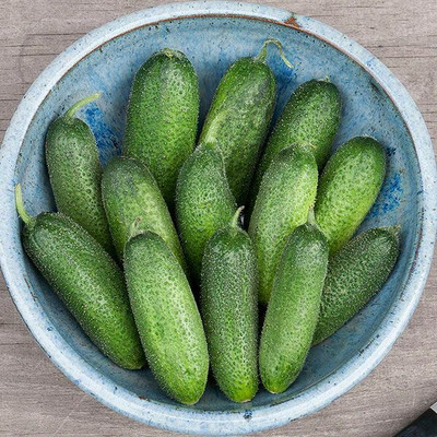 WHYGI Tasty Green Hybrid Slicing Cucumber Seed-CuC_1898 Seed(1000 per packet)