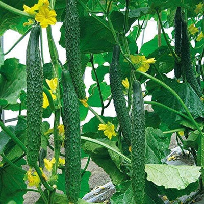 AMAJIT Cucumber / Khira / Sasha / Vegetable Seeds All Seasons(47) Seed(47 per packet)