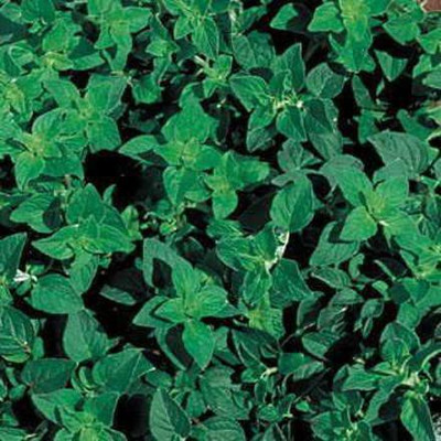 CYBEXIS ATS-84 - Greek Oregano - (1350 Seeds) Seed(1350 per packet)