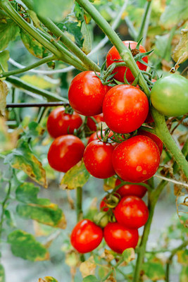 Haritadhara tomato Seed(70 per packet)