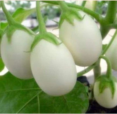 Qualtivate ICRA-3A White Brinjal Eggplant Oblong Round Seed(300 per packet)