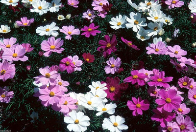 CYBEXIS XLR-40 - Cosmos Flowers (Cosmos Dwarf Sensation Mix ) - (270 Seeds) Seed(270 per packet)