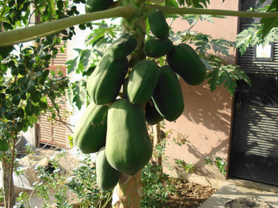 BHUSAN fresh red lady papaya fruit hybrid 50 seeds pack Seed(20 per packet)