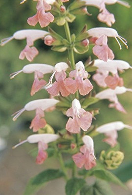Lorvox Salvia Mix Seed(95 per packet)