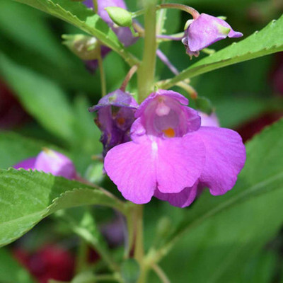 Cloud Farm Hybrid Balsam rose Mix Flower _26 Seed(26 per packet)