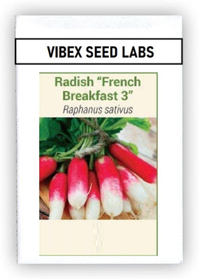 CYBEXIS F1 Hybrid Radish French Breakfast Seeds2400 Seeds Seed(2400 per packet)