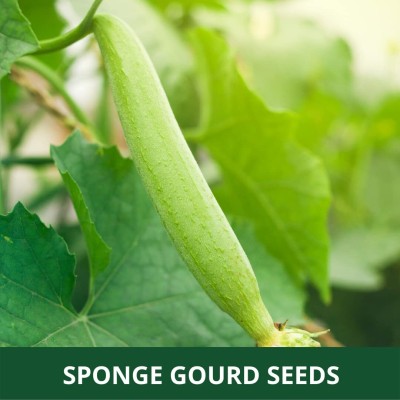 VibeX SPONGE GOURD (CHIKNI TORU/GILKI) HYBRID F1 SEEDS[500 Gms, 2500 Seeds] Seed(2500 per packet)