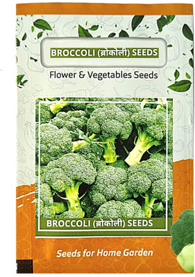 WILLVINE ROX -X Marathon Broccoli Seed [10g] Seed(3000 per packet)