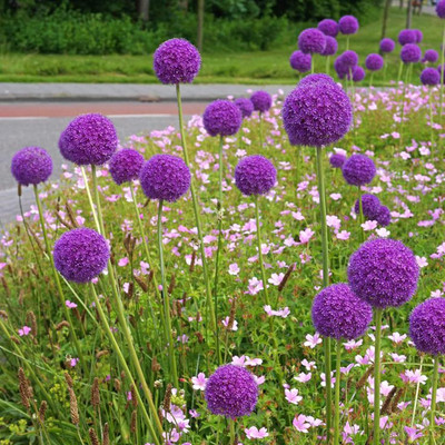 Biosnyg Non GMO Giant Allium Seeds for Home Gardening-(1500 Seeds) Seed(1500 per packet)