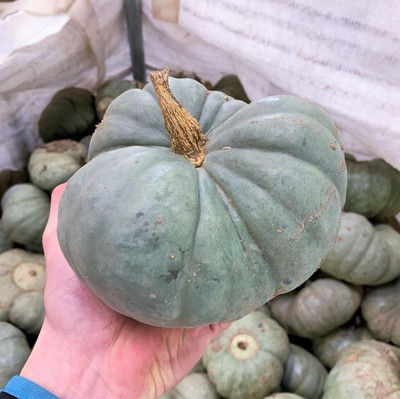 KNESSiN Heat Tolerant Australian Tri-Lobed Pumpkin Seeds For Planting (400 Seeds) Seed(400 per packet)