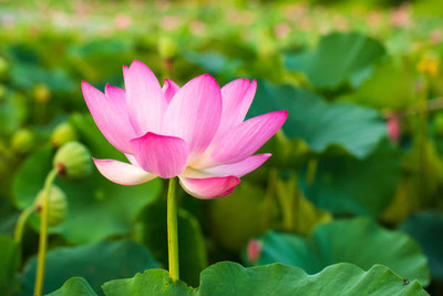 pottit lotus,kamal gatta Seed(15 per packet)
