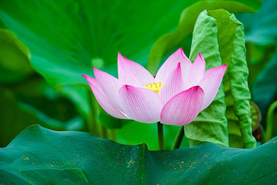 Kavya Craft lotus,kamal gatta Seed(11 per packet)