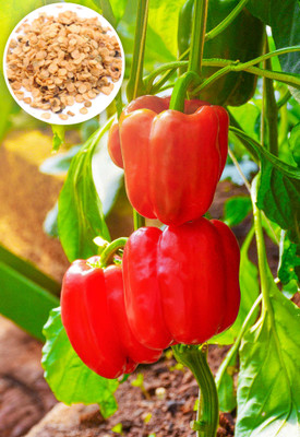 Seedsilk Red Capsicum Seed(40 per packet)