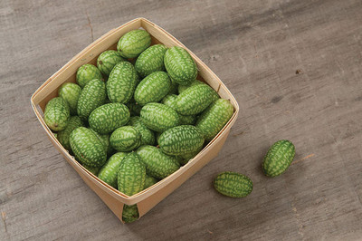 WILLVINE VXI-656 Cucumber Gherkin Mexican Sour Seed(200 per packet)