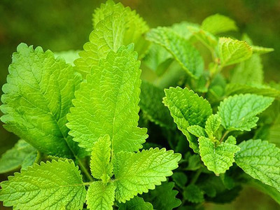 CEZIUS LEMON BALM, GREEN Seed(100 per packet)