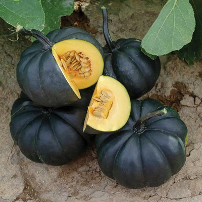 KNESSiN Heat Tolerant Black Pumpkin Seeds For Kitchen Gardening (40 Seeds) Seed(40 per packet)