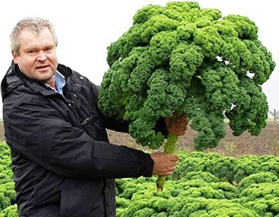 WILLVINE VNR -I Giant Dinosaur Kale Bush Cabbage Curly Scotch [1g] Seed(300 per packet)
