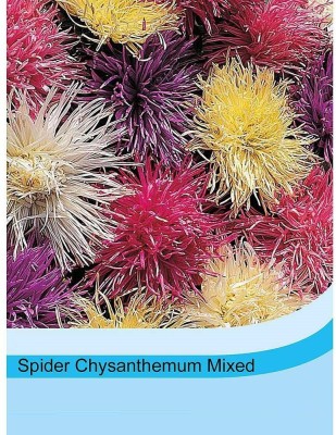 VibeX VXI-53 - ‘Spider Chrysanthemum Mixed’ Callistephus chinensis - (90 Seeds) Seed(90 per packet)