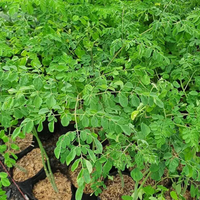 Qualtivate GBPT-8A Hight Germination Drumstick Tree Seeds Seed(50 per packet)