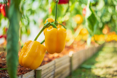 ENINE Capsicum Seed(180 per packet)