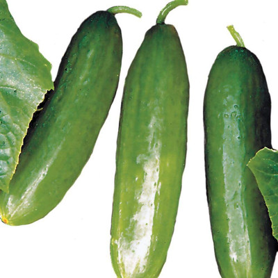 Quentova Diva Cucumber Seeds, Tender and Delicious-PAUS-4J Seed(300 per packet)