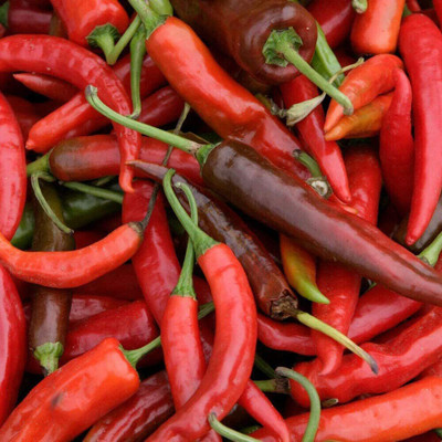 CYBEXIS Rare Bhutan Cherry Fiercely Spicy Chilli Pepper1200 Seeds Seed(1200 per packet)