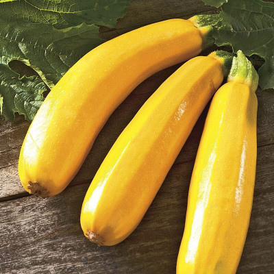 CRGO ZUCCHINI Seed(70 per packet)