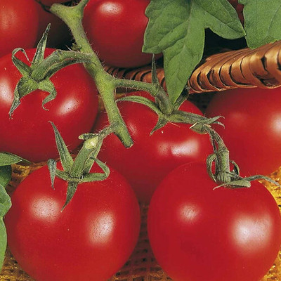 VRAKSHA TOMATO AILSA CRAIG Seed(200 per packet)