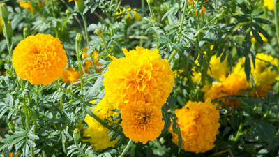 CALYXSEEDS marigold,gende ka phool Seed(35 per packet)